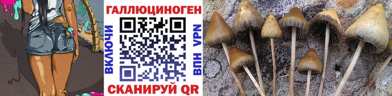 где купить наркотик  Новый Уренгой  Галлюциногенные грибы Psilocybe 